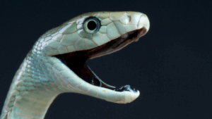 Mamba Venom: Paralysis Reversed, But with a Catch