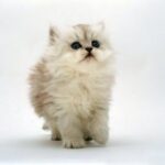 Raising a cat