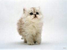 Raising a cat
