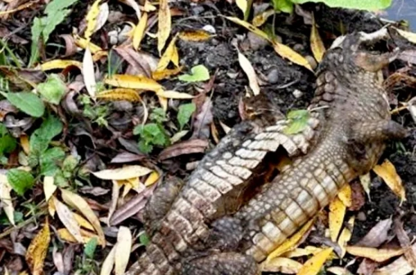 A taxidermy crocodile lying in leaves after being washed-up in a river in Derbyshire