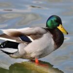 Why you shouldn't feed ducks bread