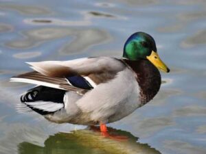 Why you shouldn't feed ducks bread
