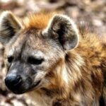 African Wild Dogs: Lions, Leopards, and Hyenas Are Just Cute Puppies Compared…