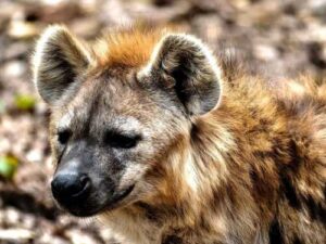 African Wild Dogs: Lions, Leopards, and Hyenas Are Just Cute Puppies Compared…