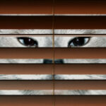 How much does a spy cat cost? The story of the acoustic…