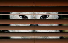 How much does a spy cat cost? The story of the acoustic…