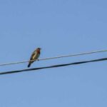 Do you know why birds on wires don't get electrocuted?