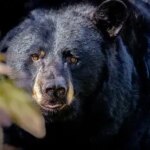 Fatal Bear Encounter Follows Photo Texts to Kin