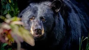 Fatal Bear Encounter Follows Photo Texts to Kin