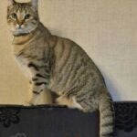 Cats and chlorine: why the smell drives cats crazy and how it…