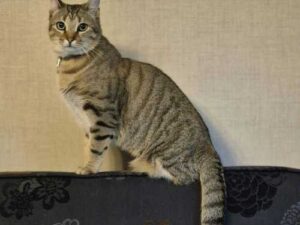 Cats and chlorine: why the smell drives cats crazy and how it…