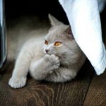British cat: a plush aristocrat who loves freedom, order and never loses…