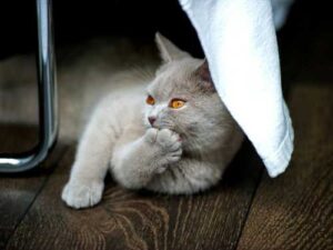 British cat: a plush aristocrat who loves freedom, order and never loses…