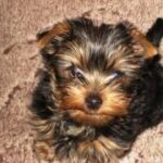 Master or Slave? Confessions of a Yorkshire Terrier Owner