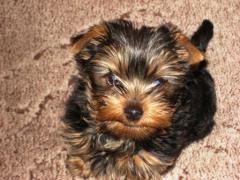 Master or Slave? Confessions of a Yorkshire Terrier Owner