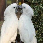 A mirror for a parrot: entertainment or a trap? Why a pet…