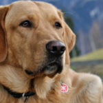 Is it true that dogs can sense when they are afraid?