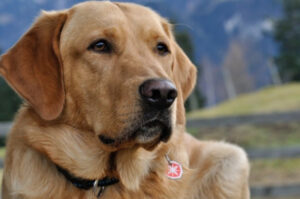 Is it true that dogs can sense when they are afraid?