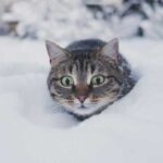 At what temperature do cats freeze, and to what temperature can they…