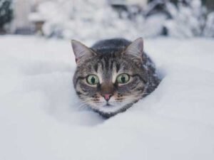 At what temperature do cats freeze, and to what temperature can they…