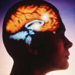 Our mind deceives its own brain