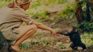 From tool use to warfare, here are five ways Jane Goodall revolutionized…