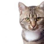 Are there such things as housekeeping cats? How did it all begin?