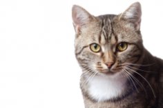Are there such things as housekeeping cats? How did it all begin?