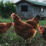 Harmful food for chickens: what not to feed chickens