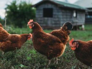 Harmful food for chickens: what not to feed chickens