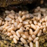 Why are ant eggs so gigantic? Because you've been fooled – you've…