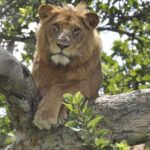 Who do lions escape from in trees?