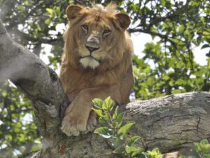 Who do lions escape from in trees?