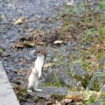 What danger does a cute little weasel pose?
