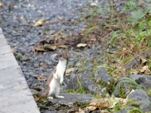 What danger does a cute little weasel pose?