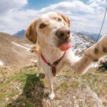 If a dog gives a paw without a command – don't ignore…