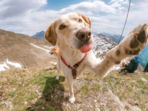 If a dog gives a paw without a command – don't ignore…