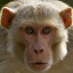 Escaped Mississippi monkeys are herpes-free, school claims. Still a threat?