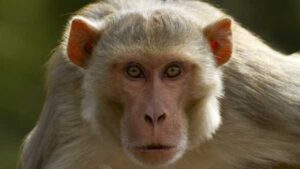 Escaped Mississippi monkeys are herpes-free, school claims. Still a threat?