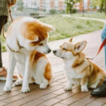 Remove or leave, or Why don't we have a dog walking culture?