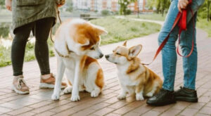 Remove or leave, or Why don't we have a dog walking culture?