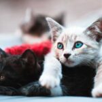 Up to what age can cats be neutered?