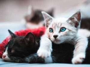 Up to what age can cats be neutered?