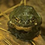 Toad Licking: A Real Trip?