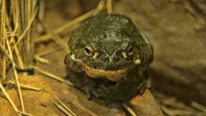 Toad Licking: A Real Trip?