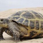 Turtles. What are the advantages of conservatism?