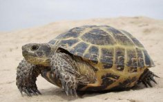 Turtles. What are the advantages of conservatism?