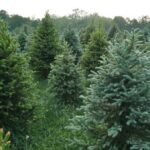 Spruce Needles Conceal Tiny Gold Particles, Researchers Find