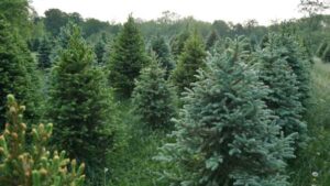 Spruce Needles Conceal Tiny Gold Particles, Researchers Find