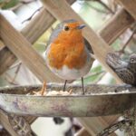 Steps to Consider if a Robin Appears After a Death